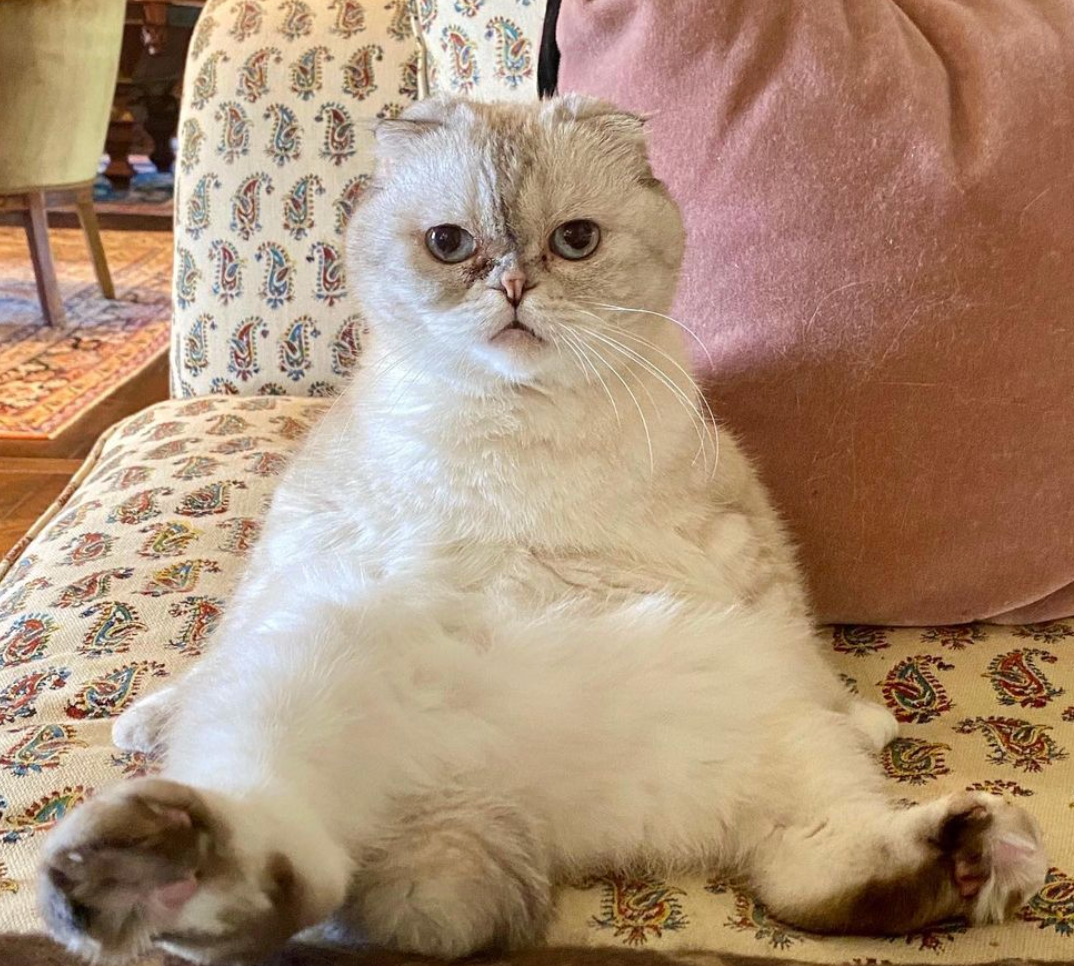 Taylor Swift Made a Very Clever Boxing Day Joke Involving Her Cat Olivia