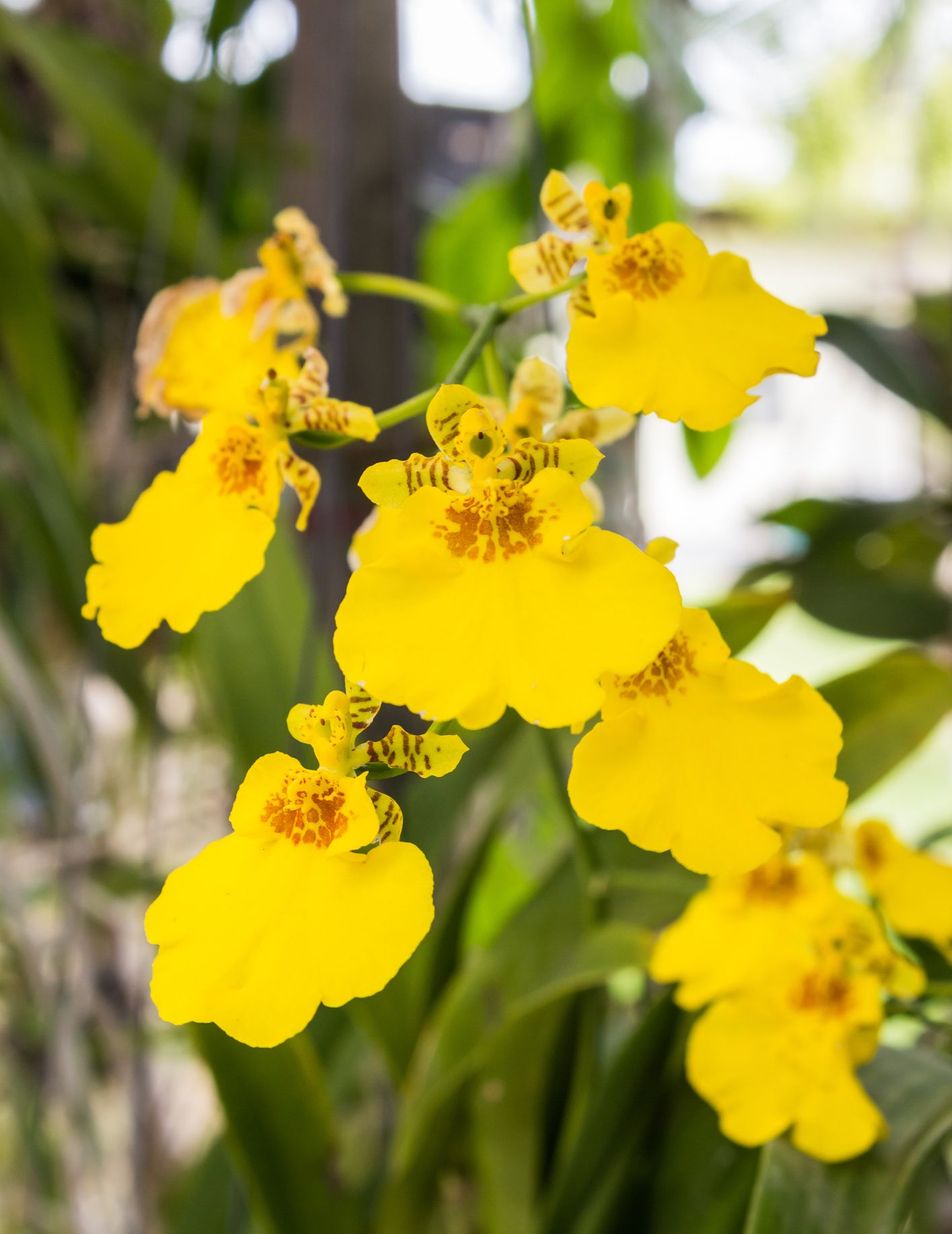 Can Orchids Be Yellow 