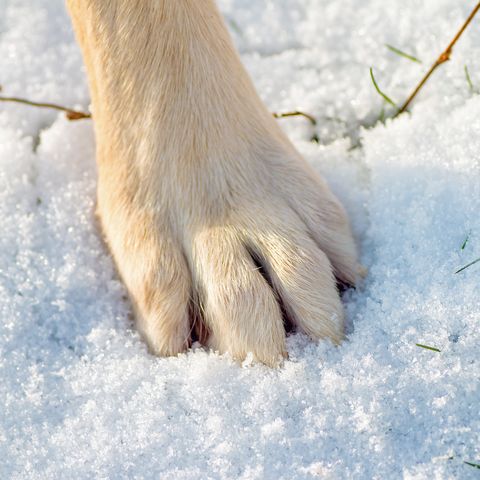 One dog's paw in snow