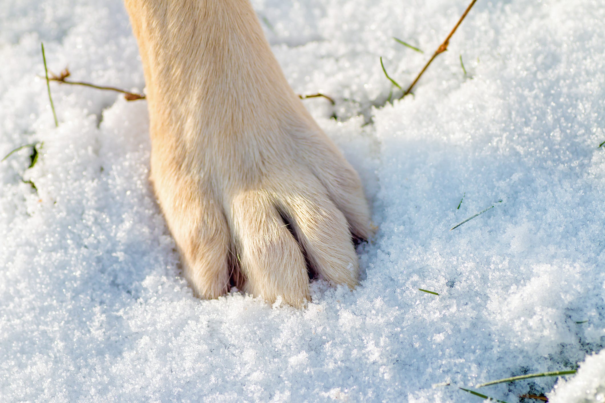 do rocks hurt dogs paws