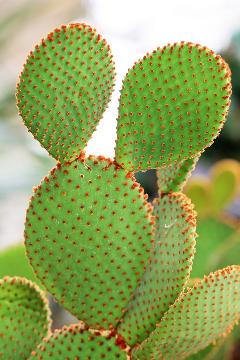 Opuntia rufida, Opuntia microdasys, Angel's-wings, Bunny ears cactus, Bunny cactus, Polka-dot cactus - Cactaceae
