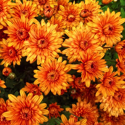 photo Are Mums Annuals Or Perennials are mums perennials how to grow mums