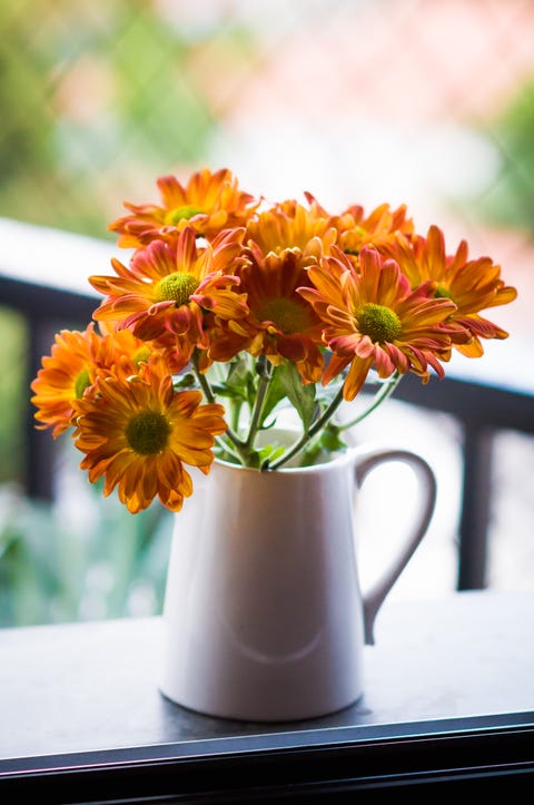 orange chrysanthemum flowers decorating window sill