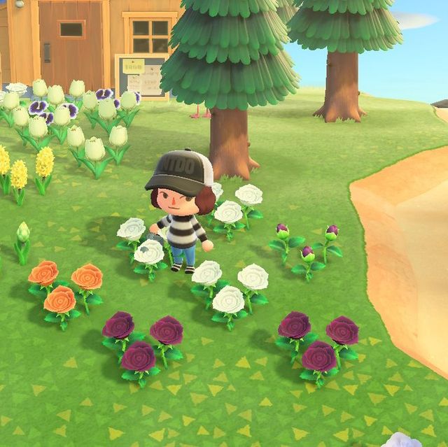 How To Grow Animal Crossing Flowers Flower Breeding Layout