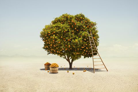 orange tree harvest in barren desert