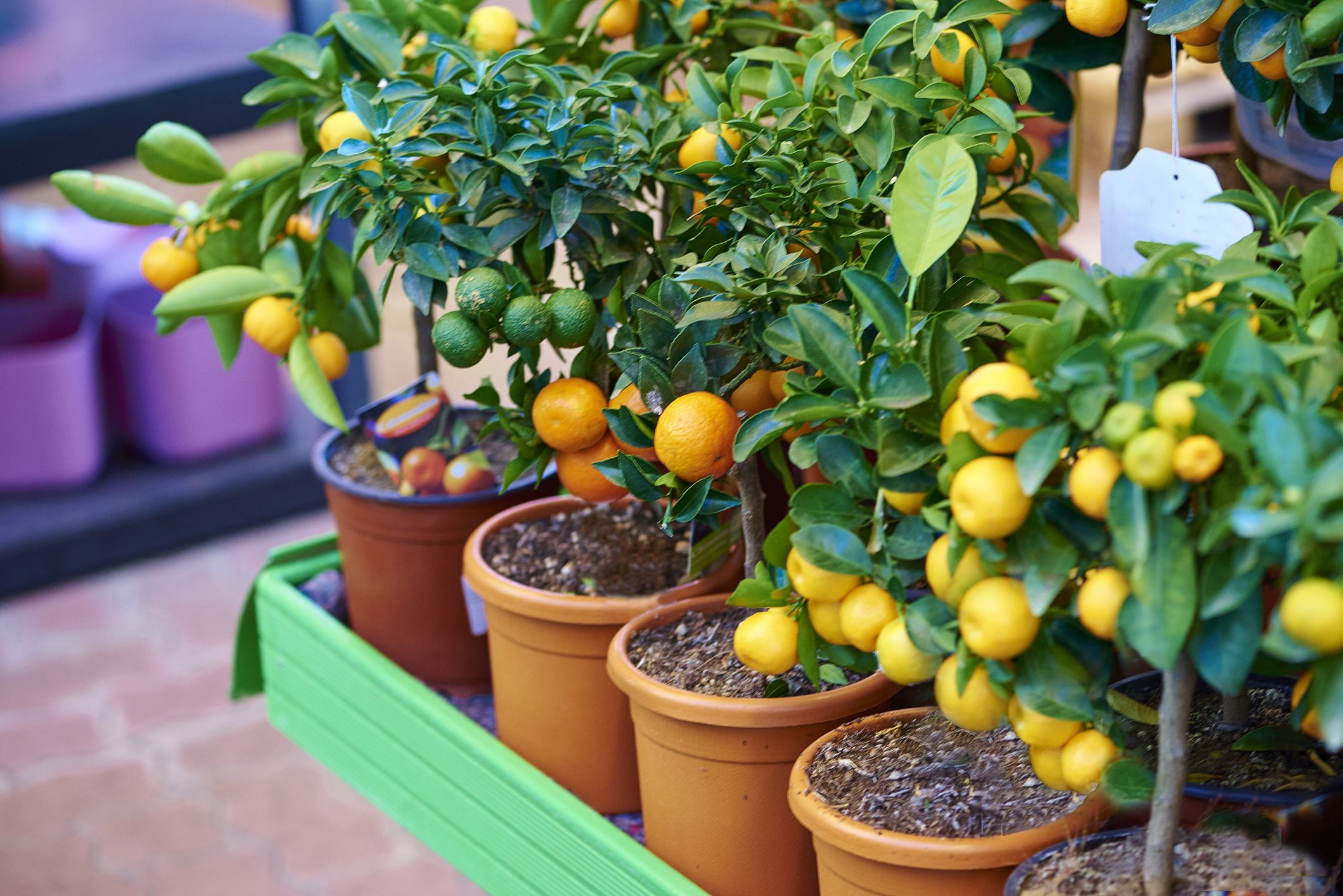 8 Dwarf Fruit Trees You Can Grow Right On Your Porch