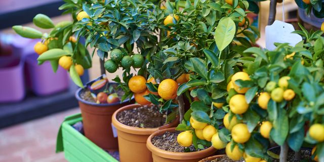 Fruit Trees You Can Grow On Your Porch, Patio Fruit Trees In Containers Uk