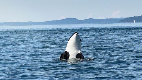 orcas, whales, san juan islands