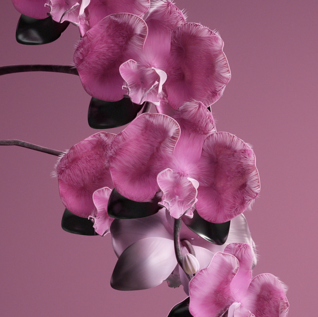 orchid flower, a magenta pink, is wgsn's colour of the year 2022