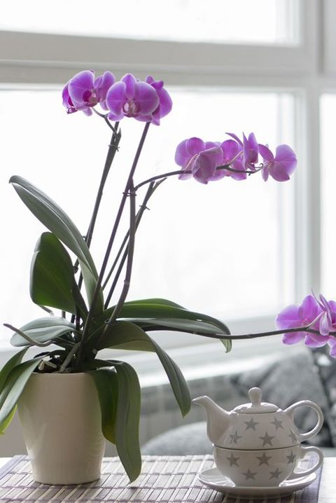 close up of empty living room with a purple orchid