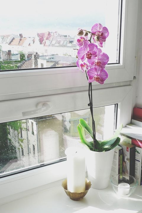 Orchid Flower On Window Sill