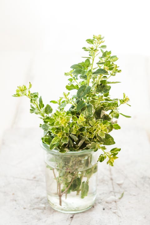 oregano in a glass