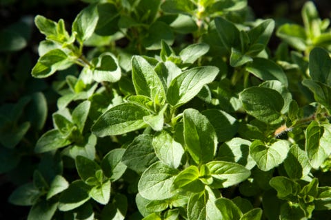 oregano origanum vulgare