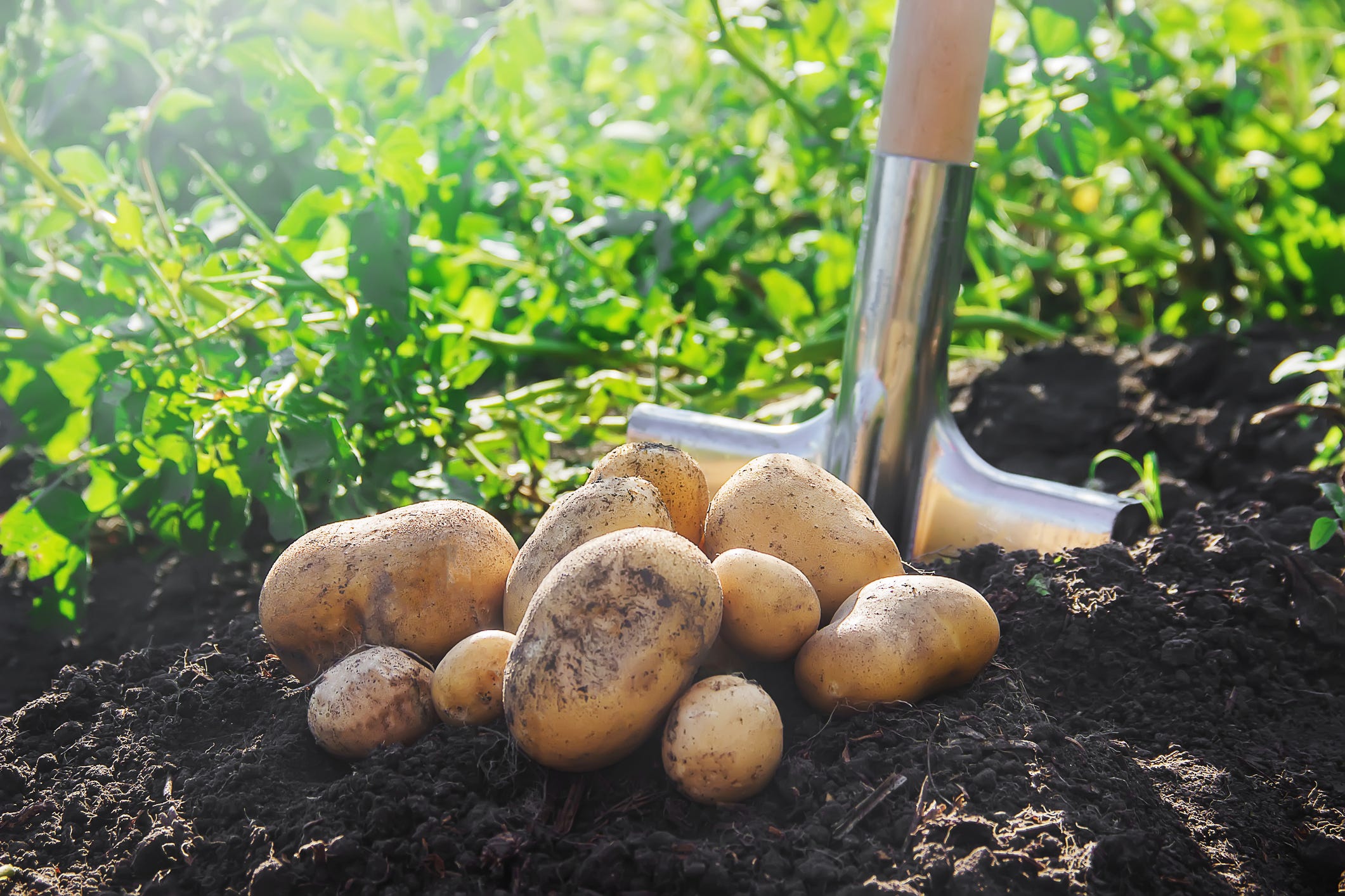 How to grow potatoes - tips and advice on potato growing