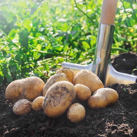 grow potatoes