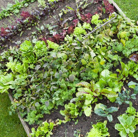 Organic raised bed vegetable garden