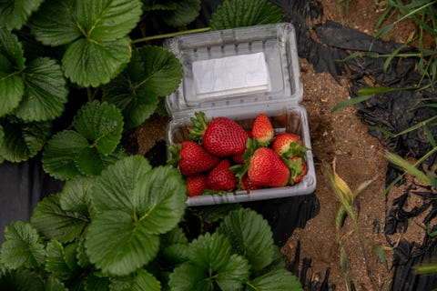 US-HEALTH-VIRUS-AGRICULTURE US-HEALTH-VIRUS-AGRICULTURE
