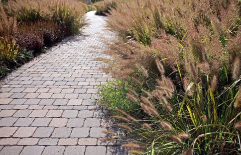 Ornamental Grass Garden Path