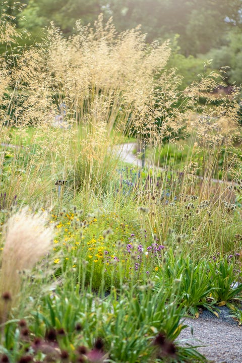 stipa gigantea, celtica gigantea, commonly called giant feather grass, giant needle grass, or golden oats