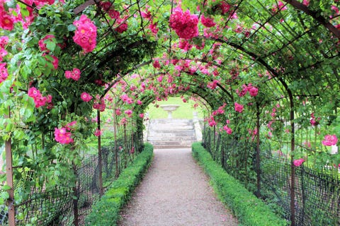 Ornamental rose garden