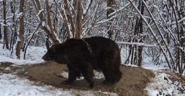 esto es lo que le pasa a un oso cuando ha pasado 20 años encerrado