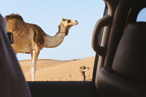 Camel, Camelid, Arabian camel, Desert, Natural environment, Mode of transport, Landscape, Wildlife, Sand, Aeolian landform, 