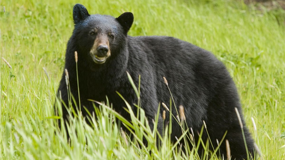 El impresionante vídeo de un oso negro atacando a un escalador