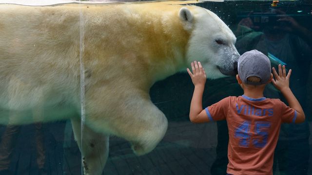 oso polar en un zoo de francia