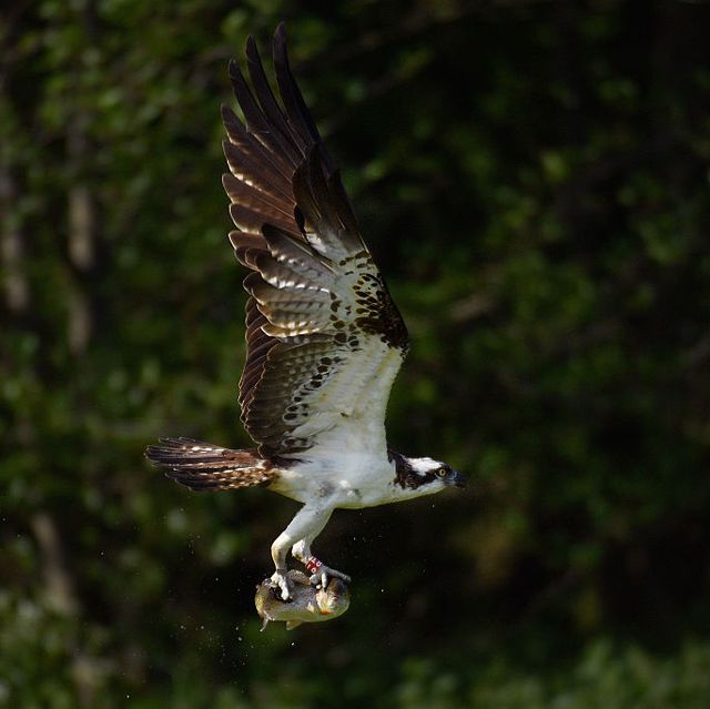 breeding pairs of osprey are on the rise in the uk