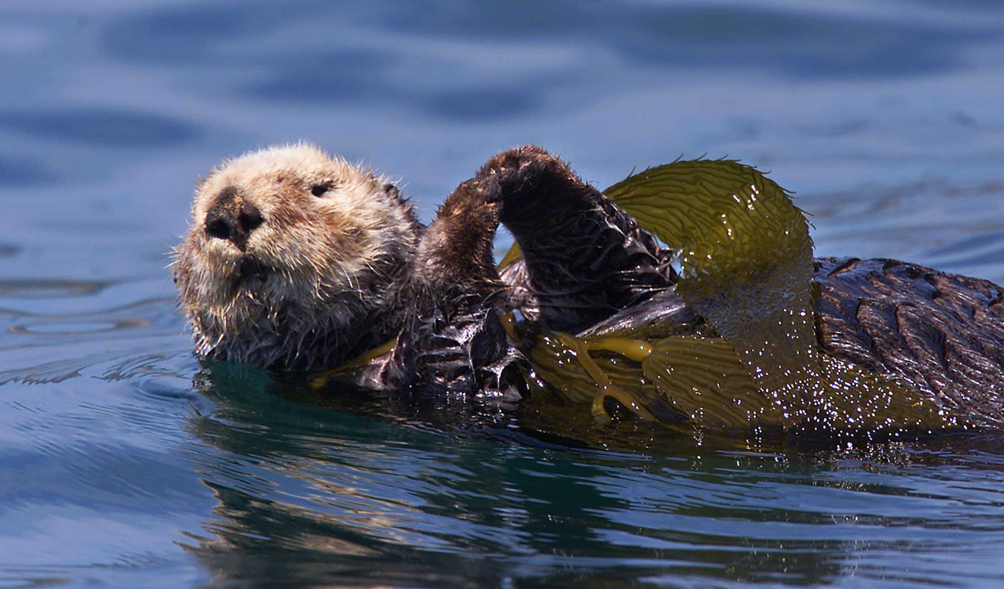 sea otters eating clams