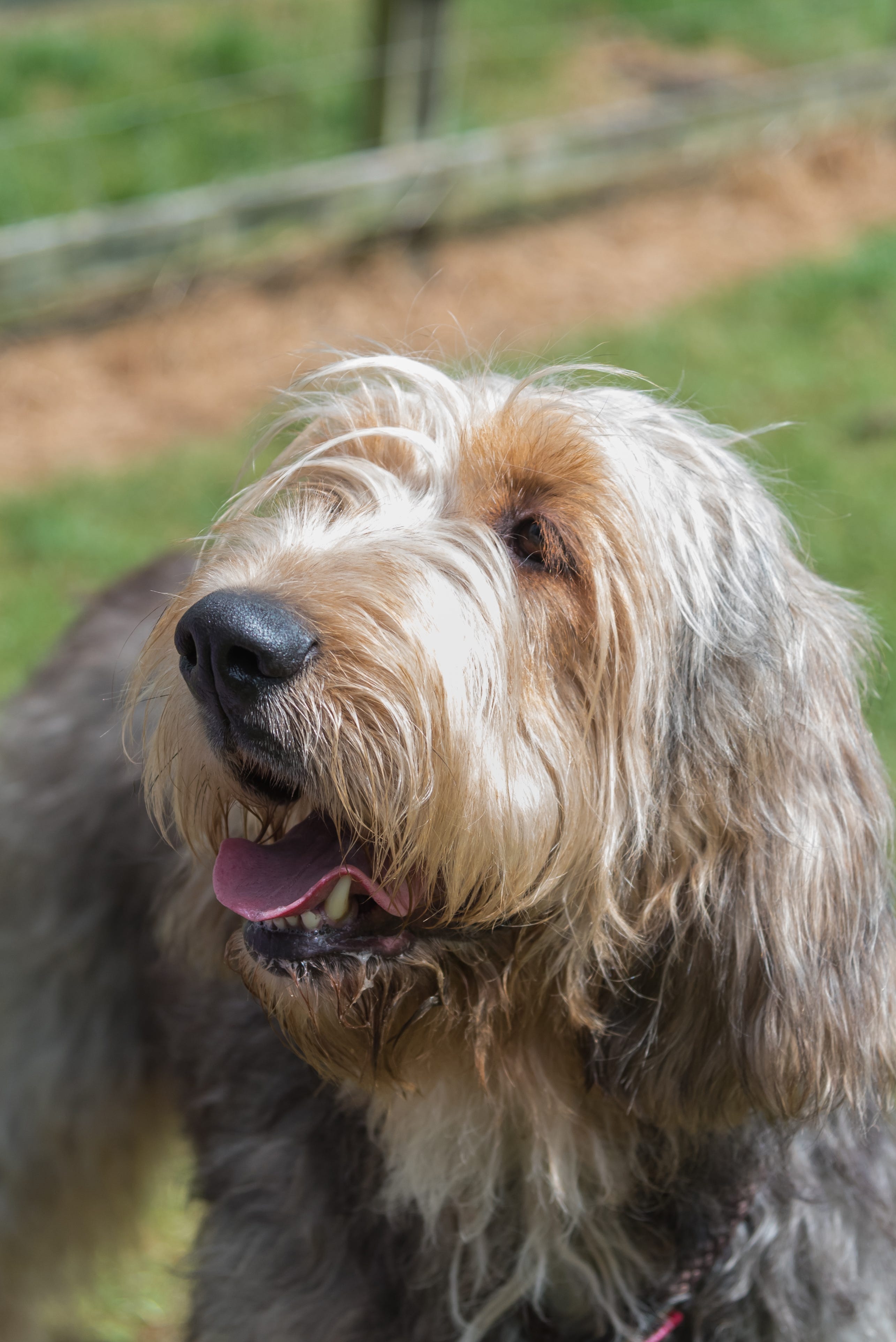 are otterhounds intelligent dogs