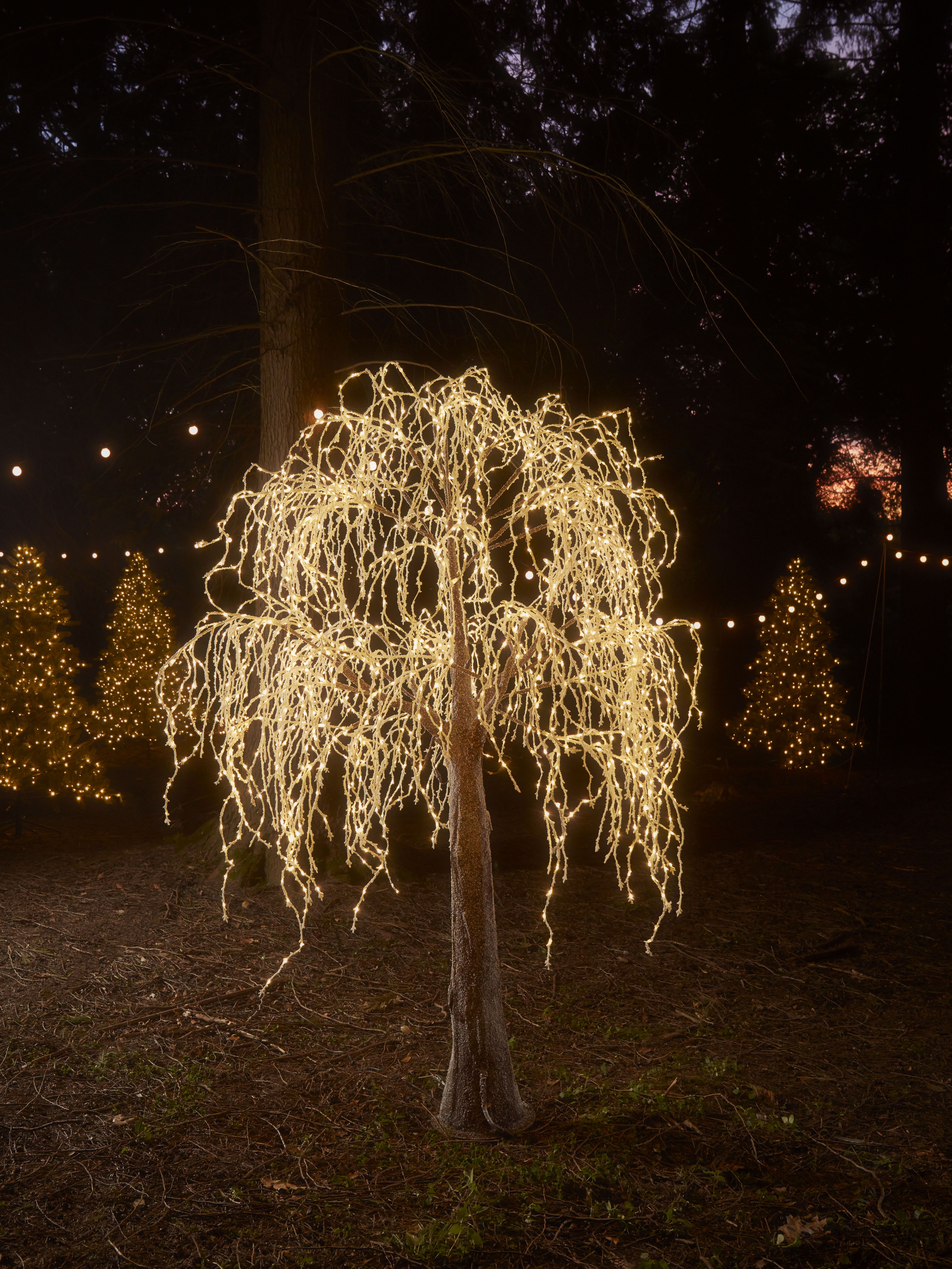 Outdoor Trees For Your Garden, How To Put Light On Outdoor Trees