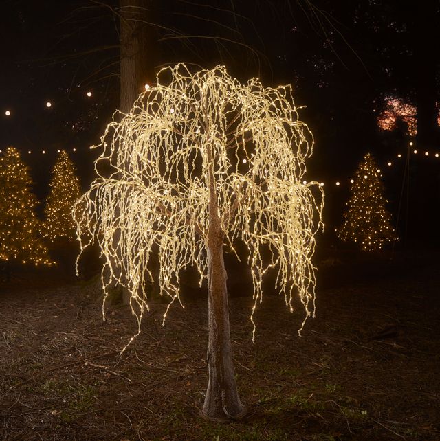 Outdoor Trees For Your Garden, Easy Way To Light Outdoor Trees