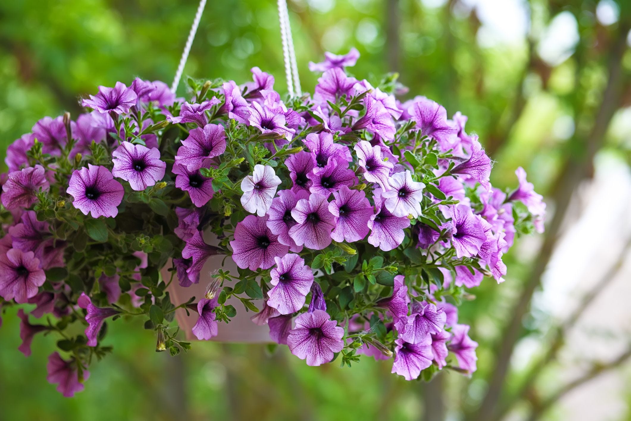 Bring on the Charm! The Best Outdoor Hanging Plants for Your Porch, Patio, or Balcony