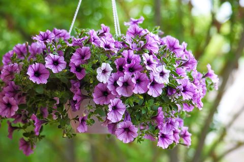 petunias in outdoor hanging basket spilling over with purple funnel shaped flowers