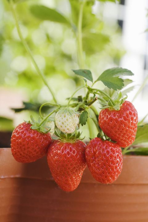 strawberries growing in terra cotta pot