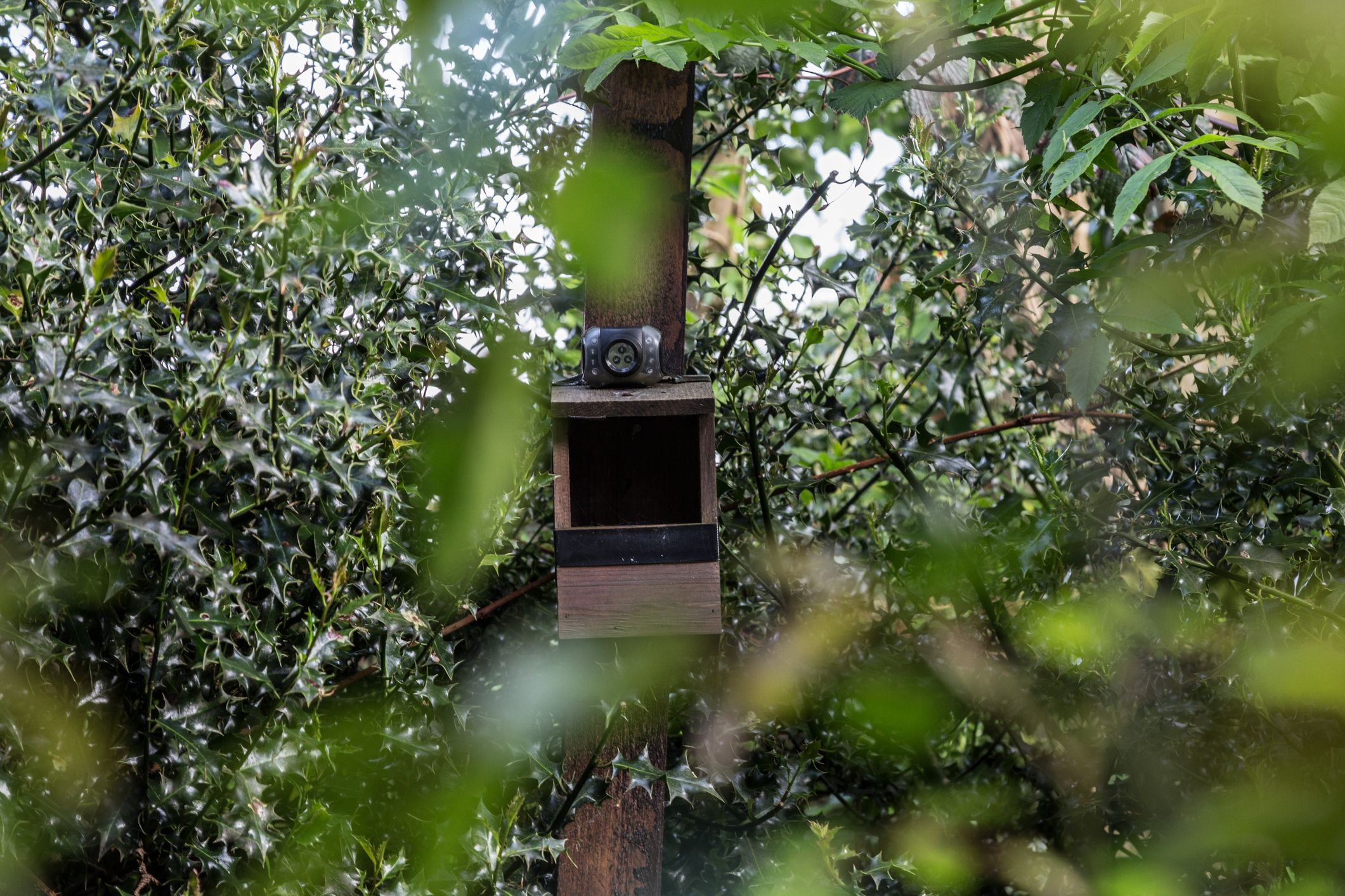 Best Outdoor Wildlife Cameras To Buy For Your Garden