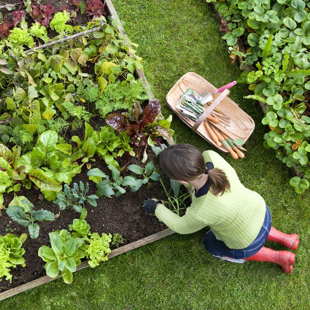 overhead shot of woman digging in a vegetable garden