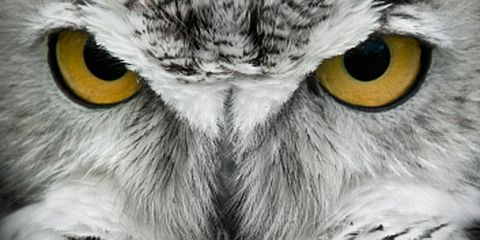 Owl Close-Up
