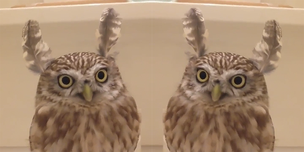 I Can't Stop Watching This Video Of An Owl Getting Feather Bunny Ears ...