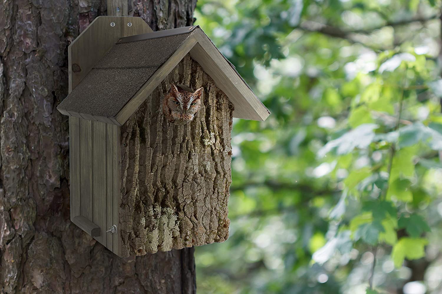 These Nesting Boxes for Owls Are a Must-Have to Keep Away Pesky Rodents