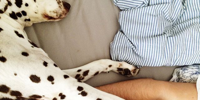 犬と一緒にベッド入っても大丈夫 愛犬と寝ることが身体に与える影響