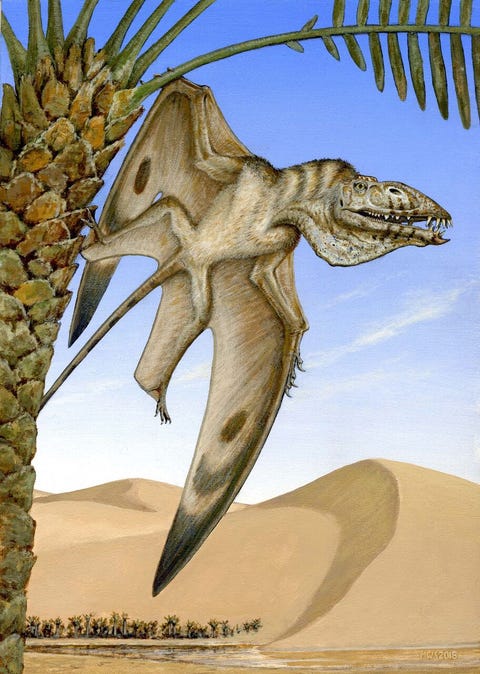 new pterosaur byu new pterosaur byu