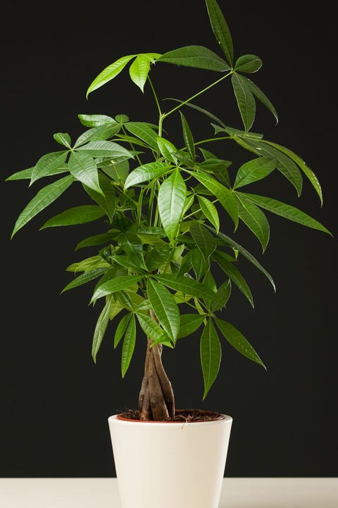 30 Easy Houseplants Easy To Care For Indoor Plants