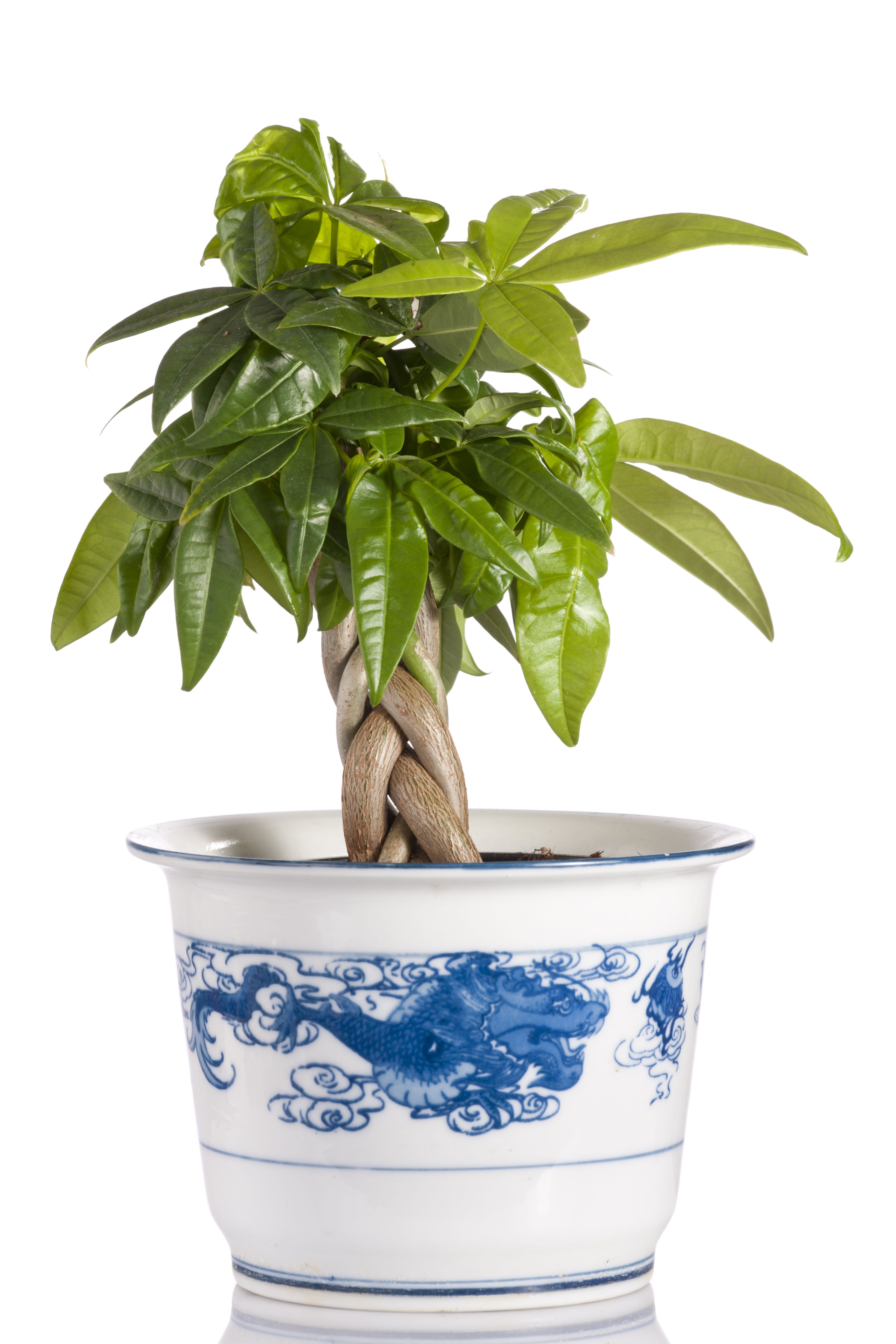 money tree light