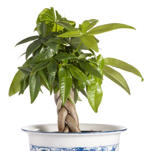 pachira plant on white background