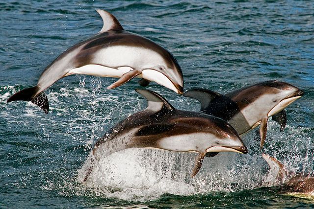 pacific white sided dolphins