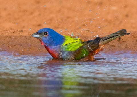 Painted Bunting