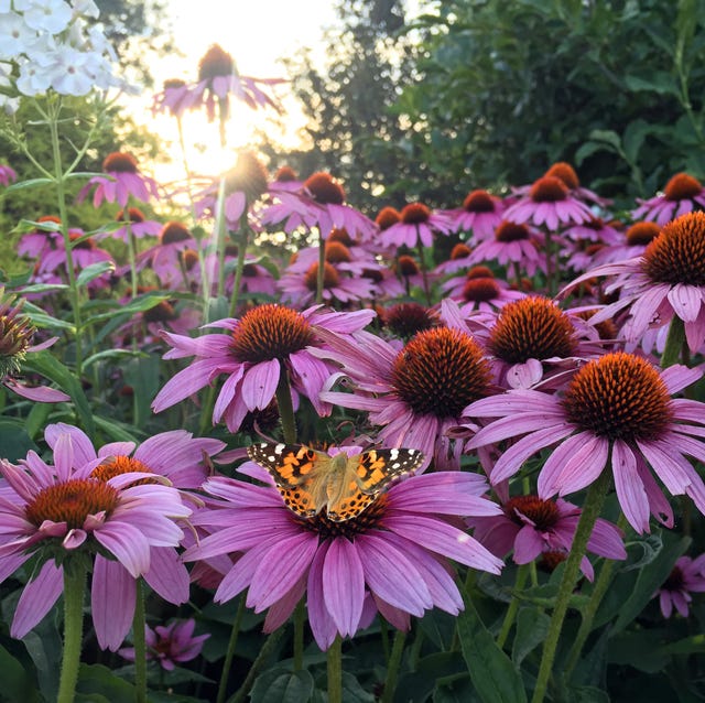 Painted Lady Butterfly resting or collecting pollen nectar from Pink Cone Flowers