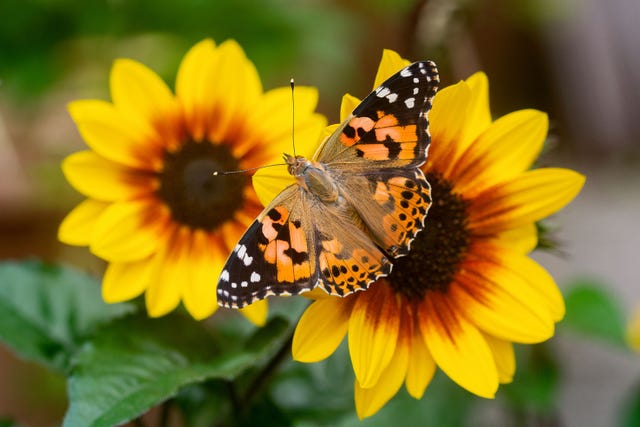 The Big Butterfly Count 2020: All You Need To Know